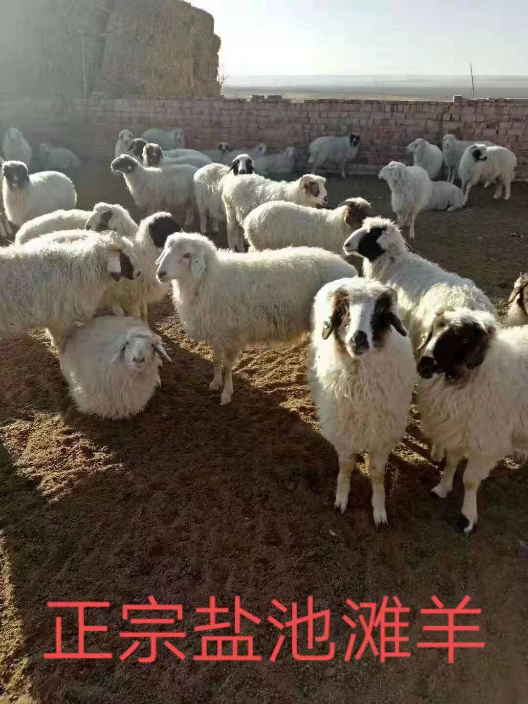 微信图片_20191230223155.jpg