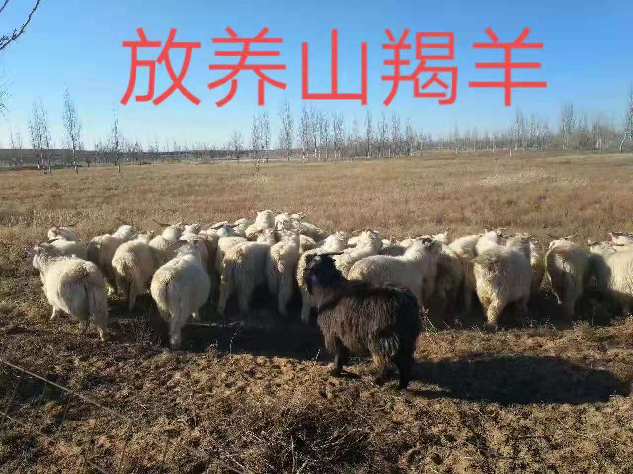 微信图片_20191230223143.jpg