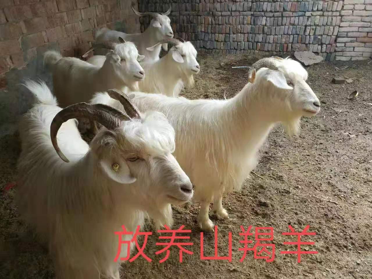 微信图片_20191230223150.jpg